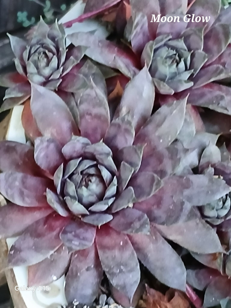 Moon Glow