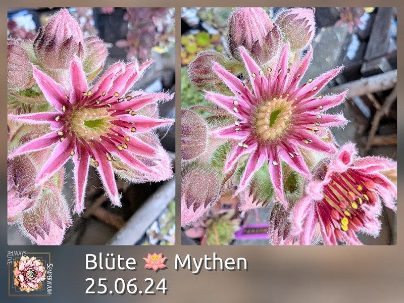 Mythen