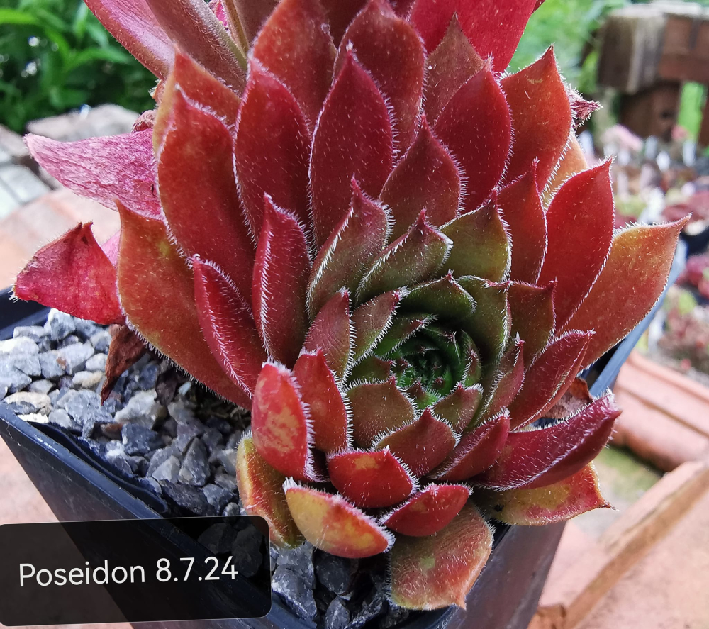 Poseidon (NNG)