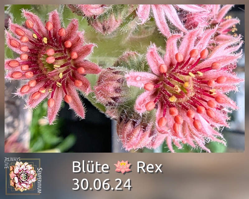 Rex