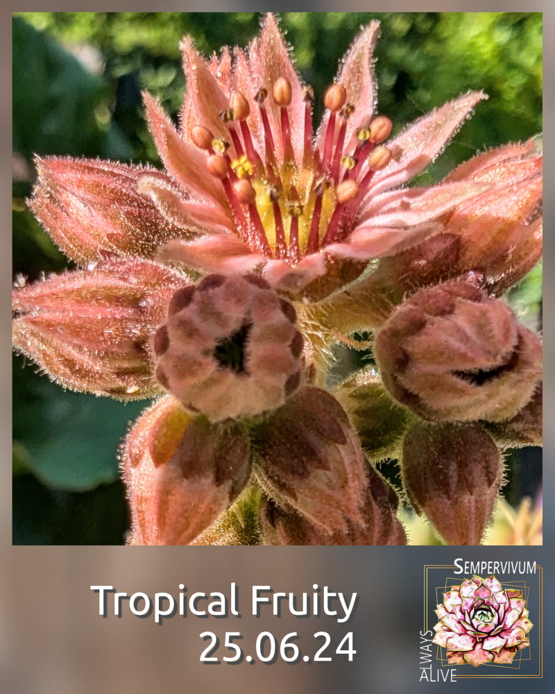 Tropical Fruity