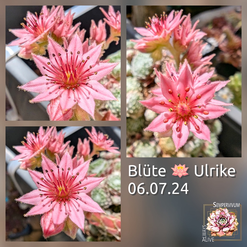 Ulrike