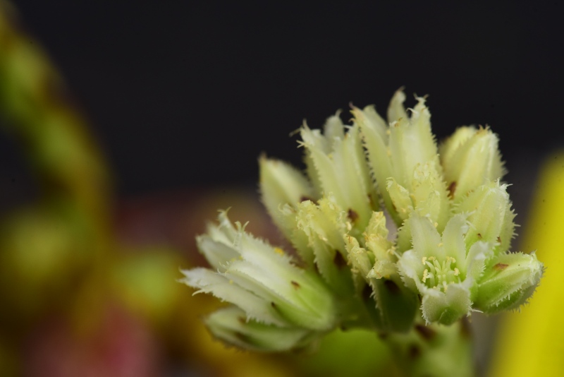 globiferum ssp. arenarium from Brandstatt, Kletterwand