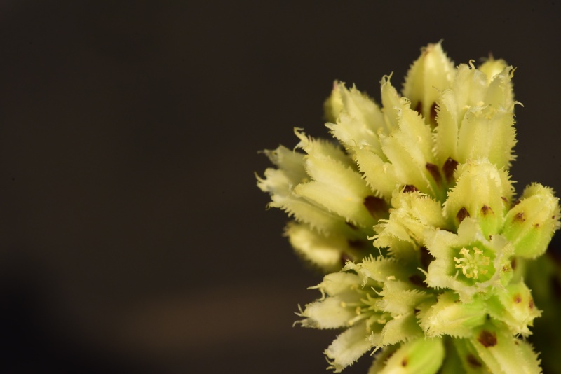globiferum ssp. arenarium from Brandstatt, Kletterwand