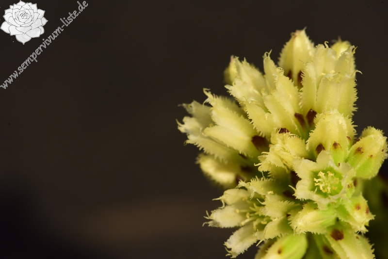 globiferum ssp. arenarium from Brandstatt, Kletterwand