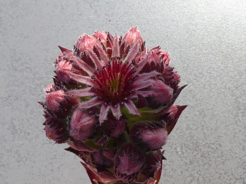Bea Blüte