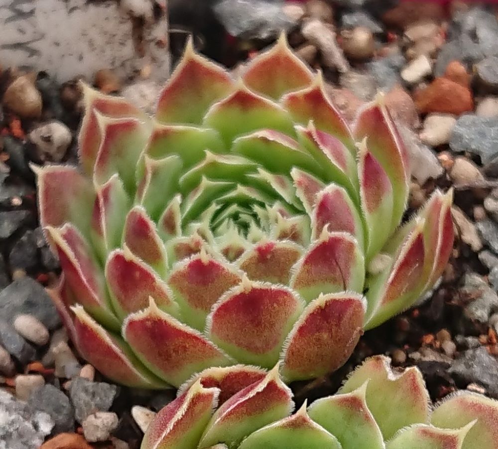 Centaurus