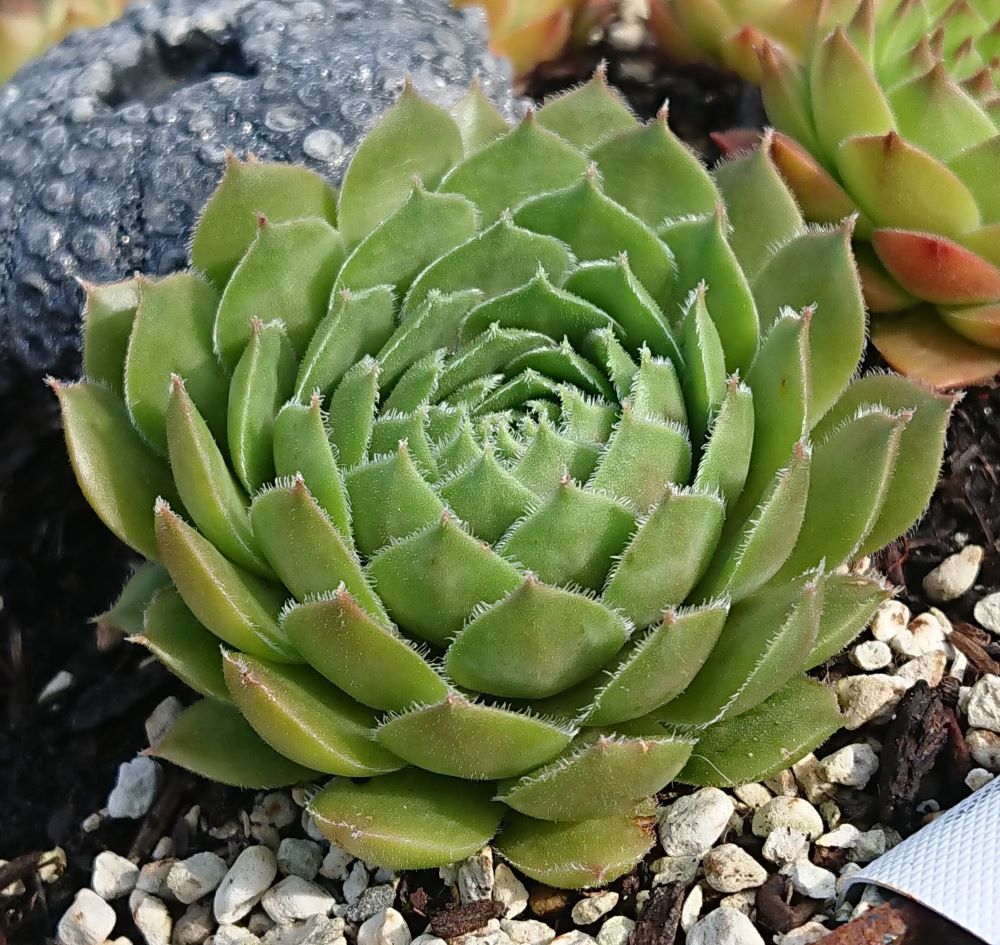 Sandra