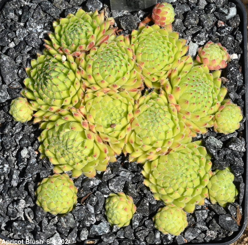 Apricot Blush