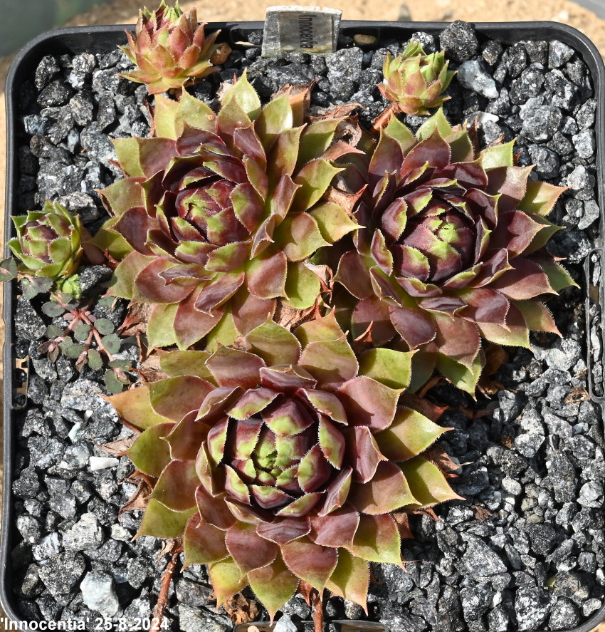 Innocentia