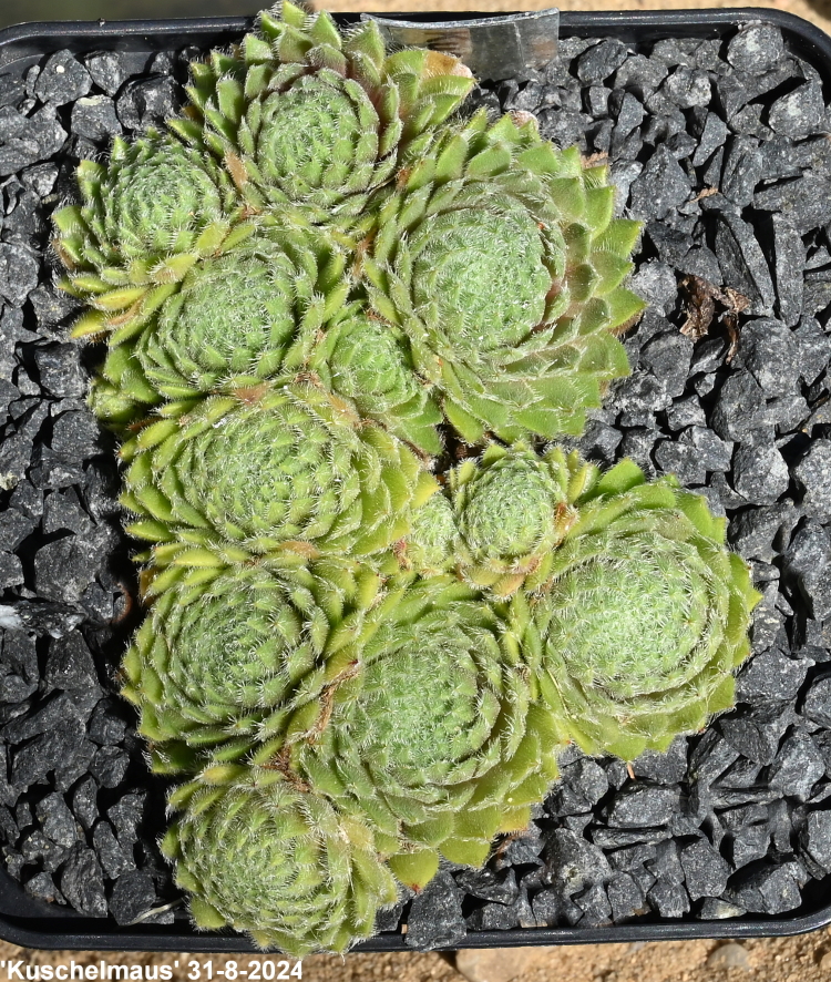Kuschelmaus