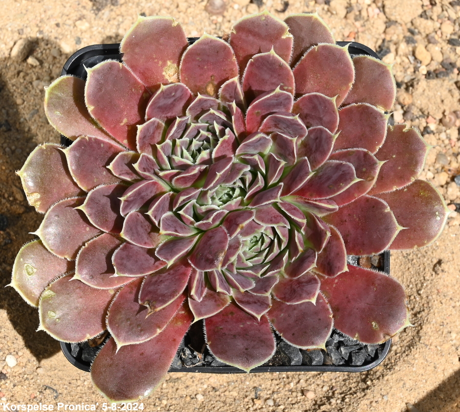 Korspelse Pronica / Jovi