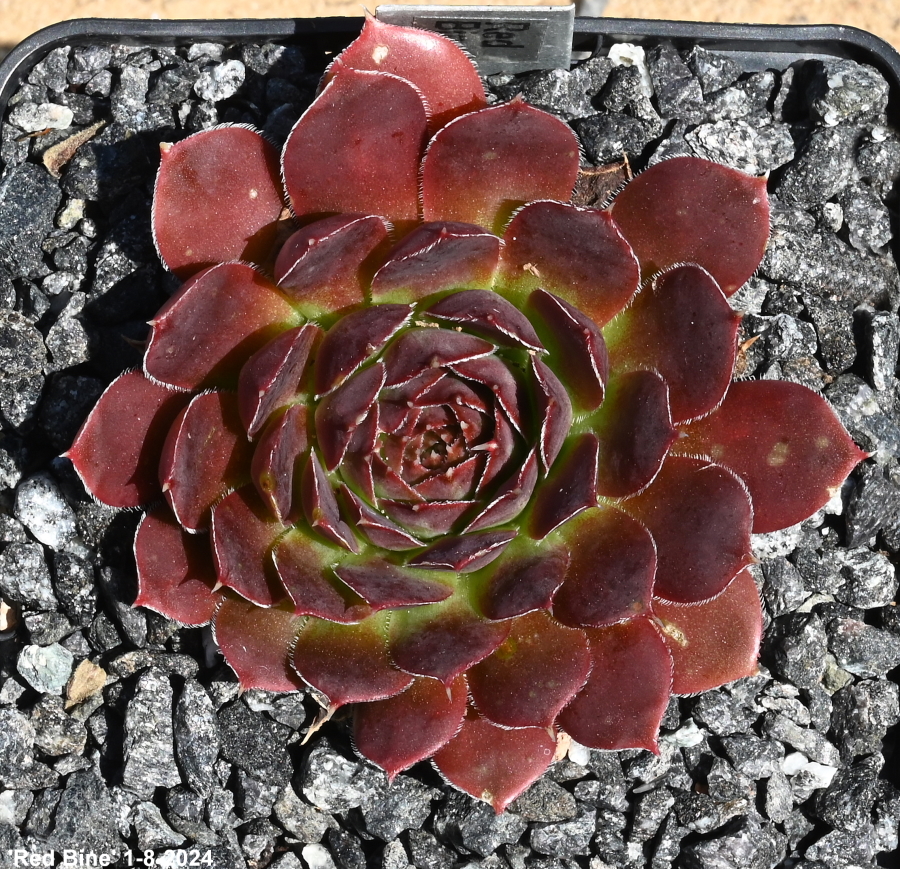 Red Bine / Jovi