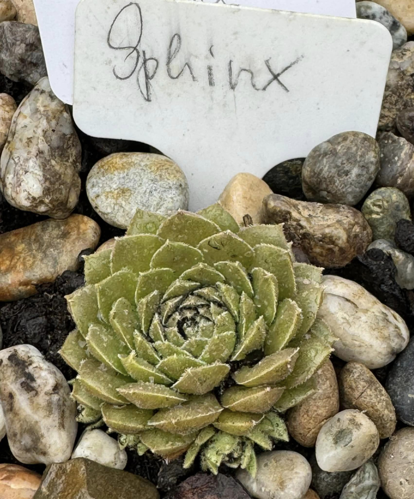 Sphinx (NNG)