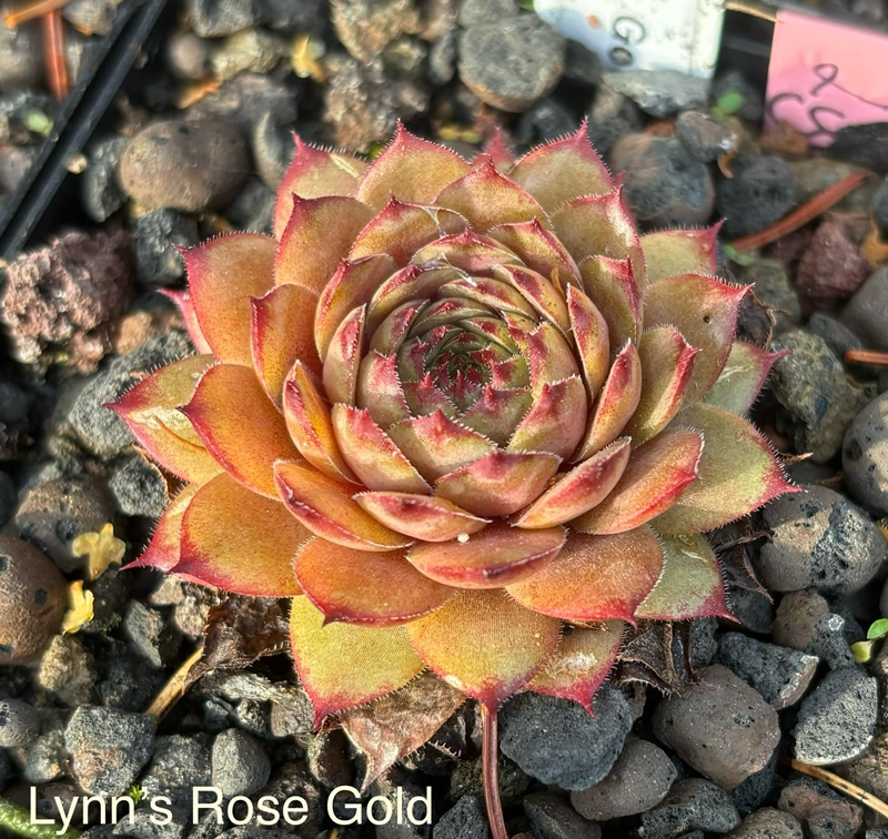 Lynn's Rose Gold 