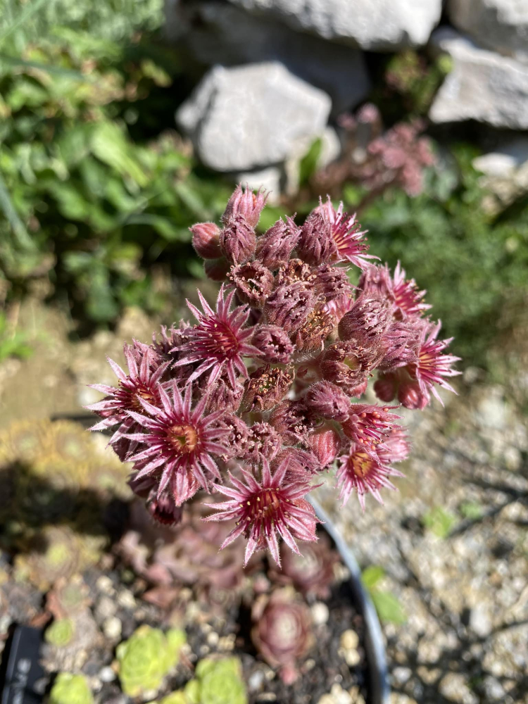 Pink Lotus
