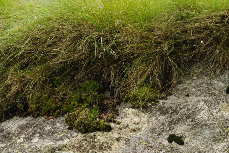 montanum ssp. stiriacum from Wastlbauerhütte, SO