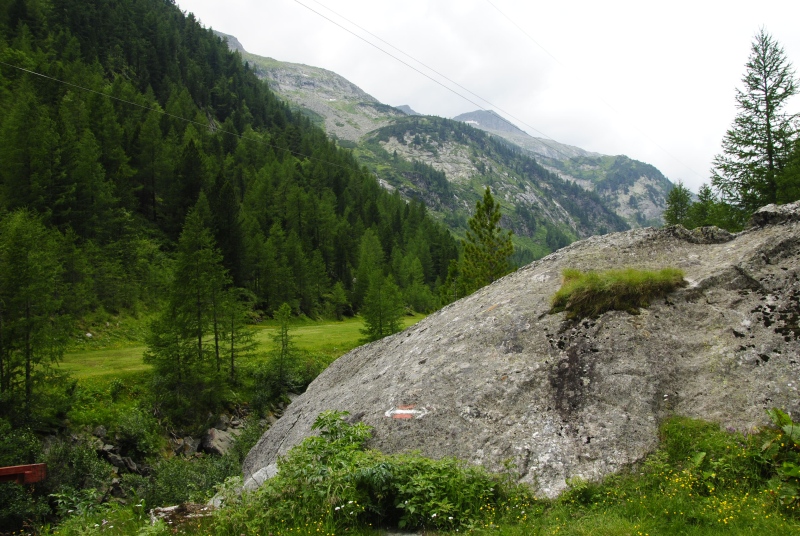montanum ssp. stiriacum from Wastlbauerhütte, SO