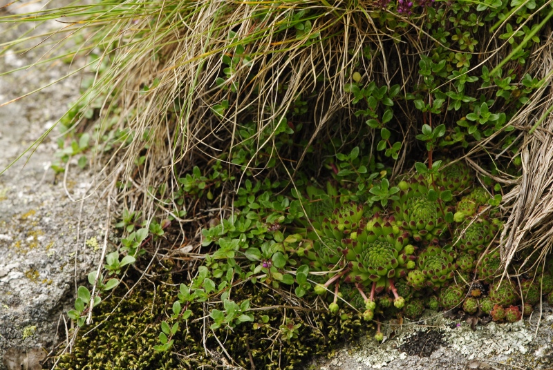 montanum ssp. stiriacum from Wastlbauerhütte, SO