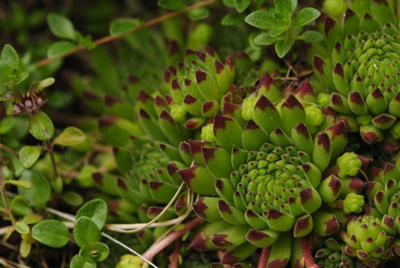 montanum ssp. stiriacum from Wastlbauerhütte, SO