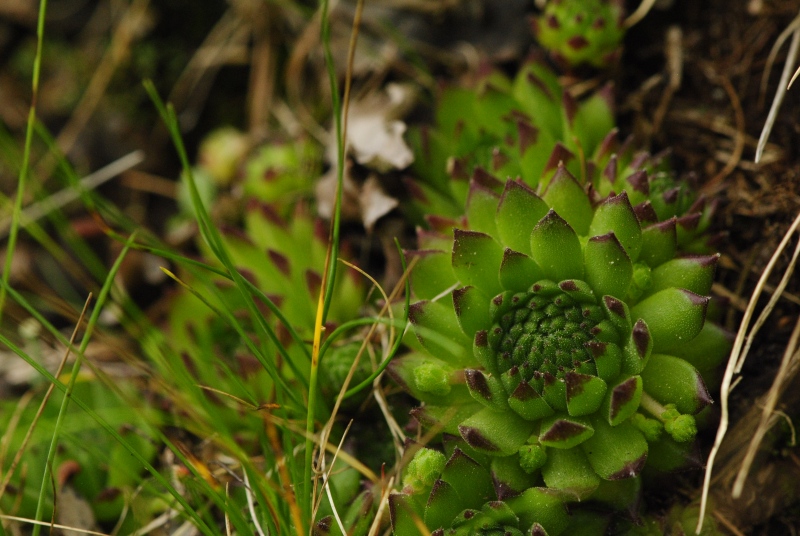 montanum ssp. stiriacum from Wastlbauerhütte, SO