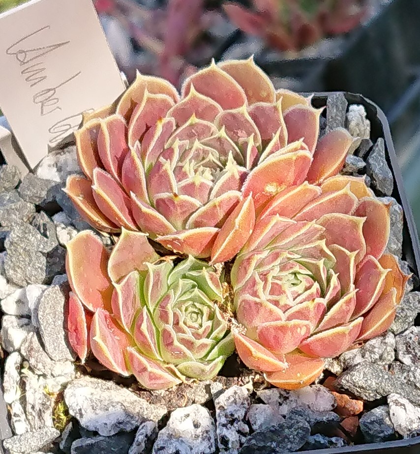 Amber Queen