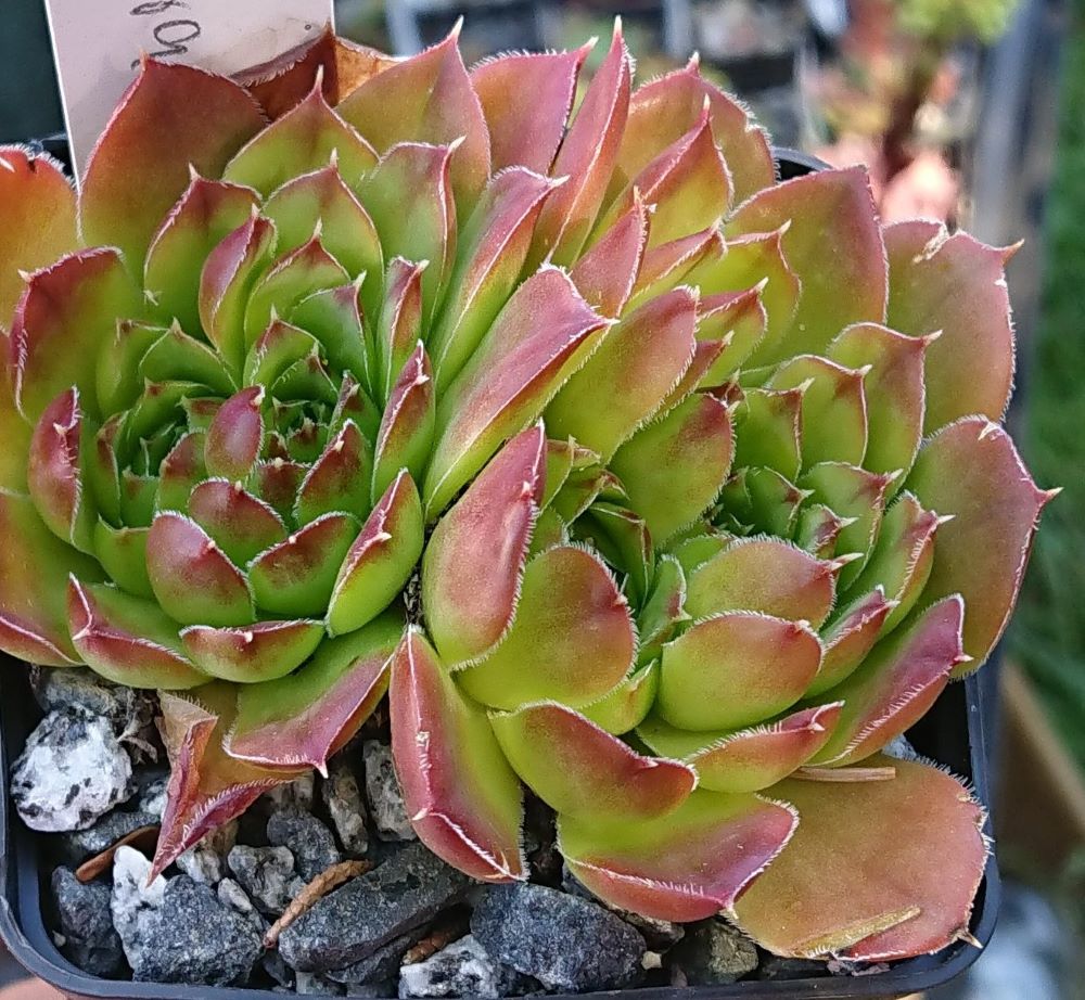 Ara