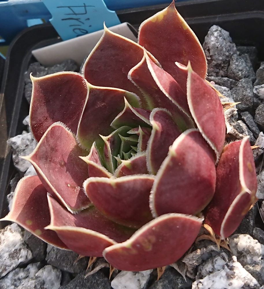 Ariellie