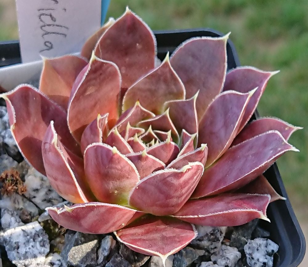 Ariellie