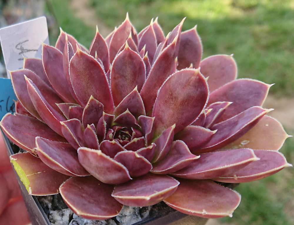 Aristobule