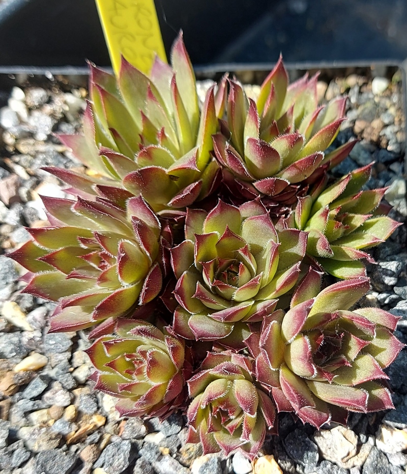Bronze Aurora (NNG)