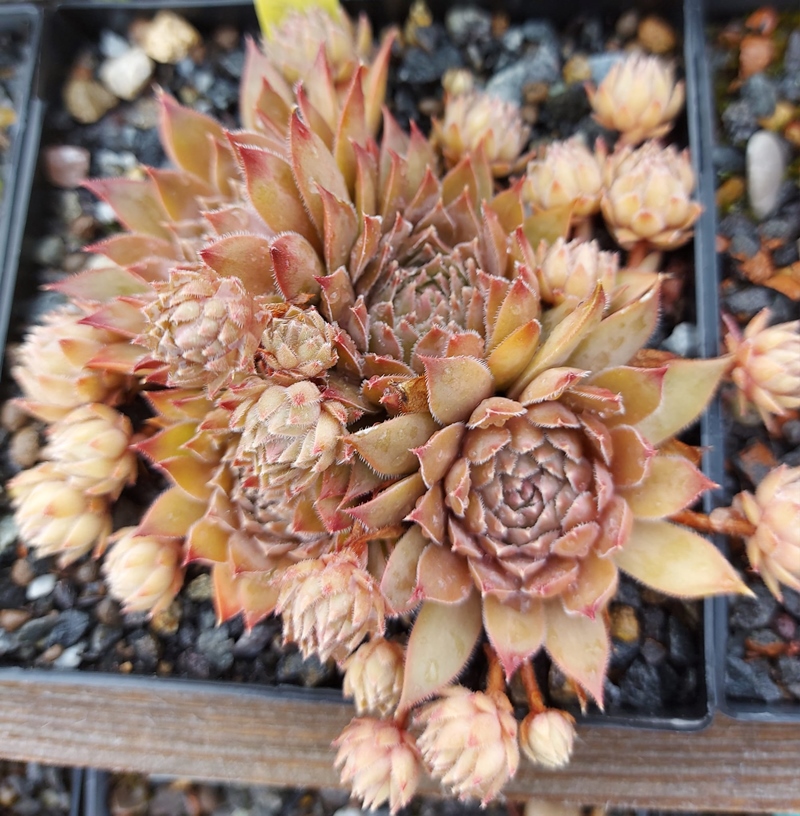 Bronze Aurora (NNG)