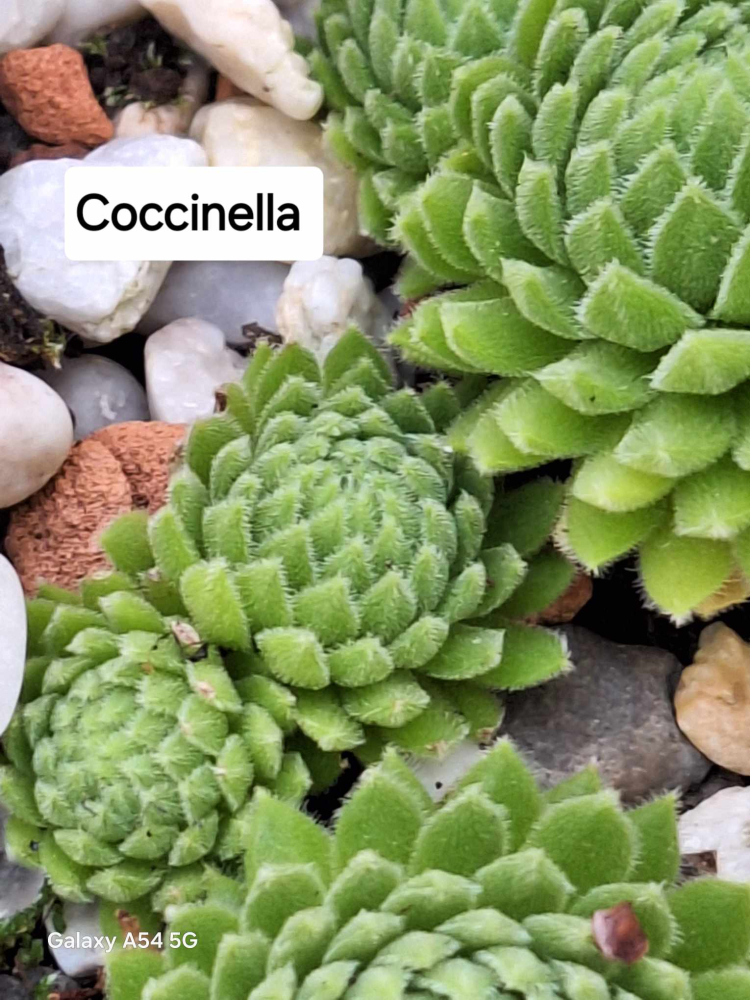 Coccinella
