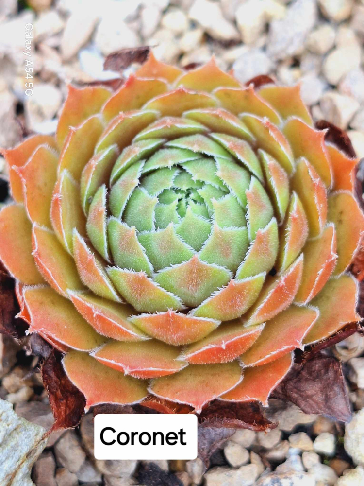 Coronet