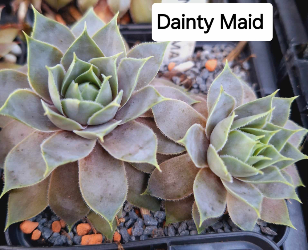 Dainty Maid