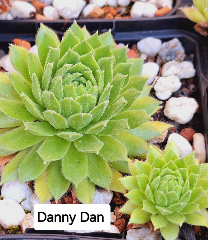 Danny Dan