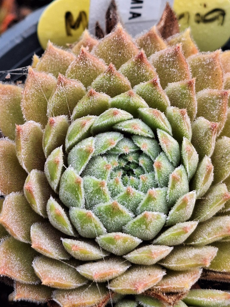 Mamamia