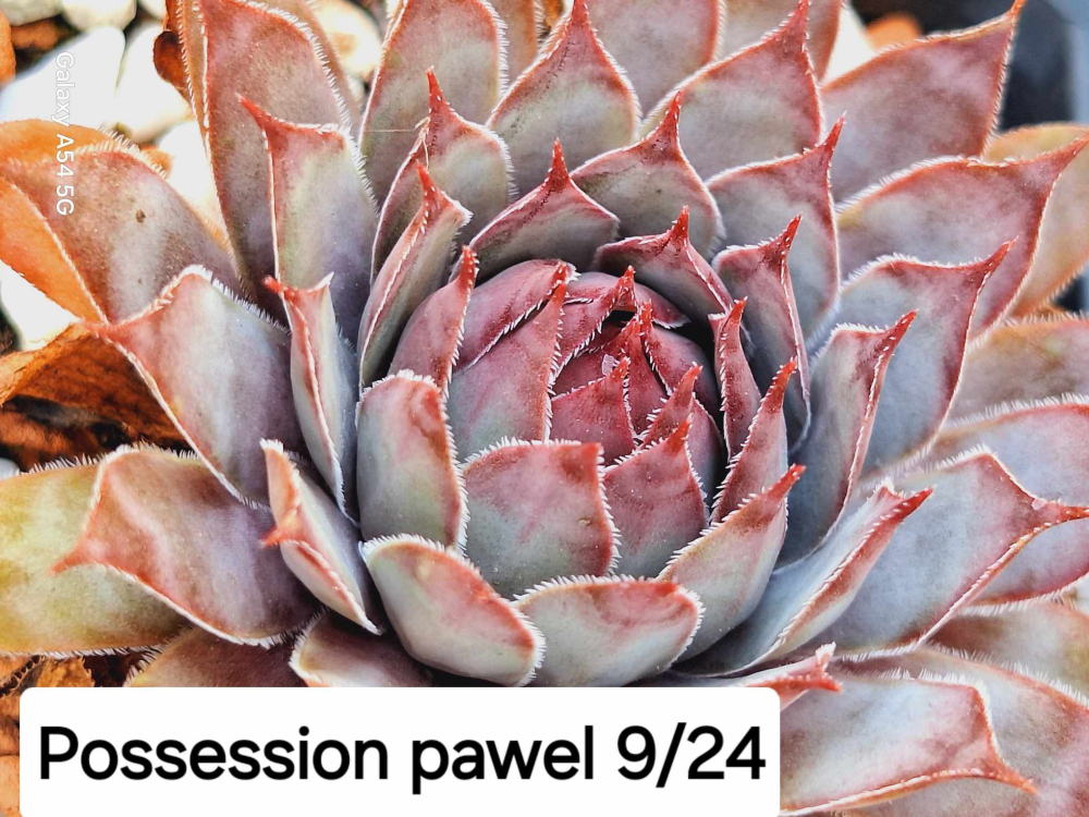 Possession