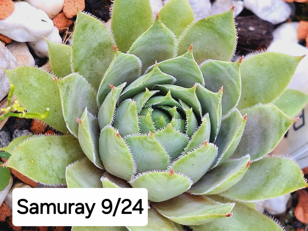 Samuray