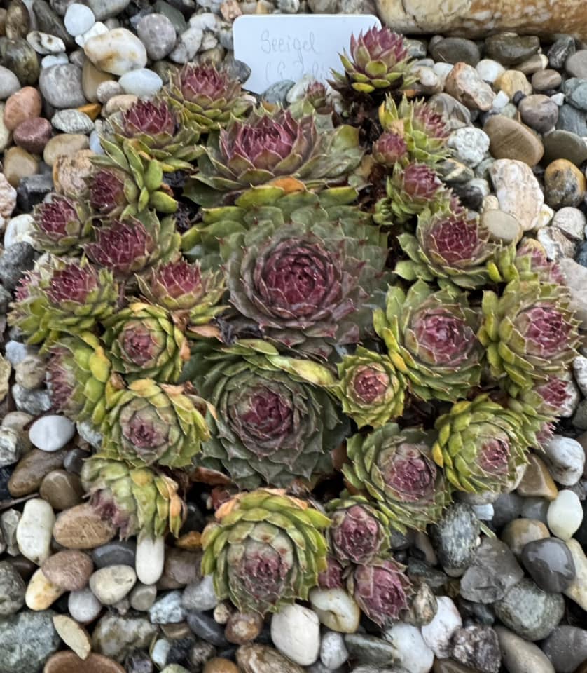Seeigel