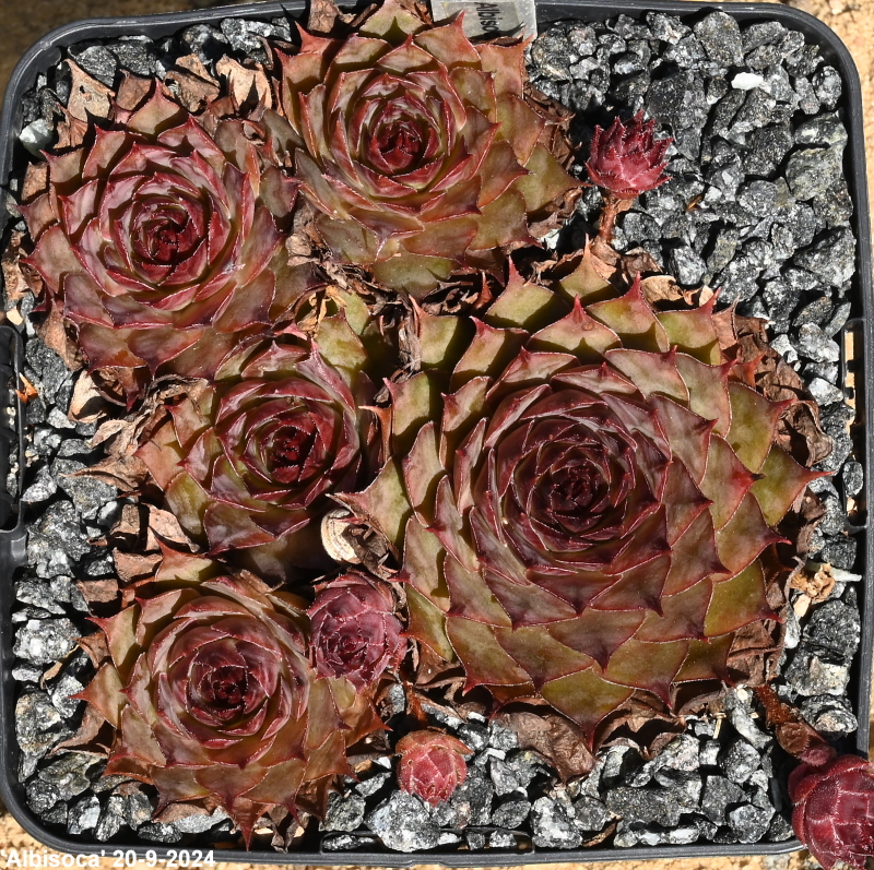 Albisoca