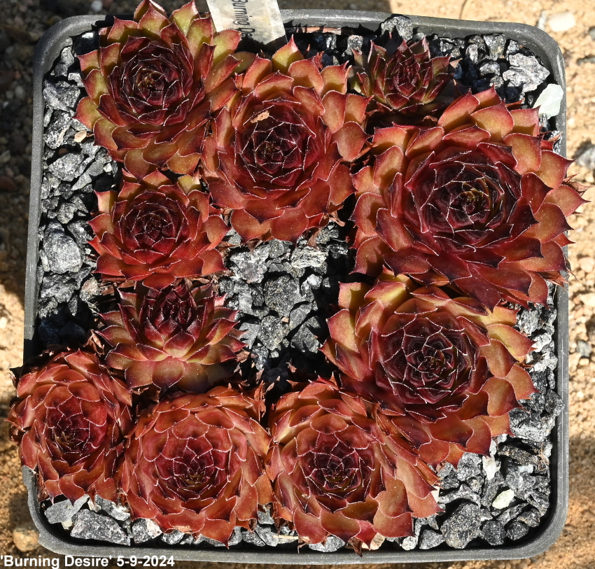 Burning Desire