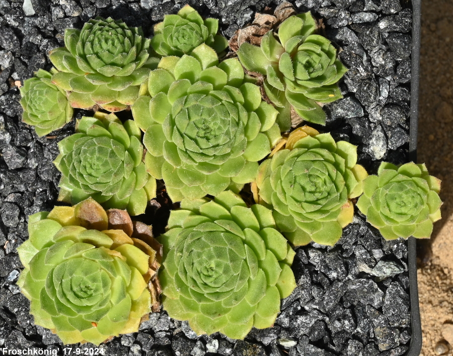 Froschkönig