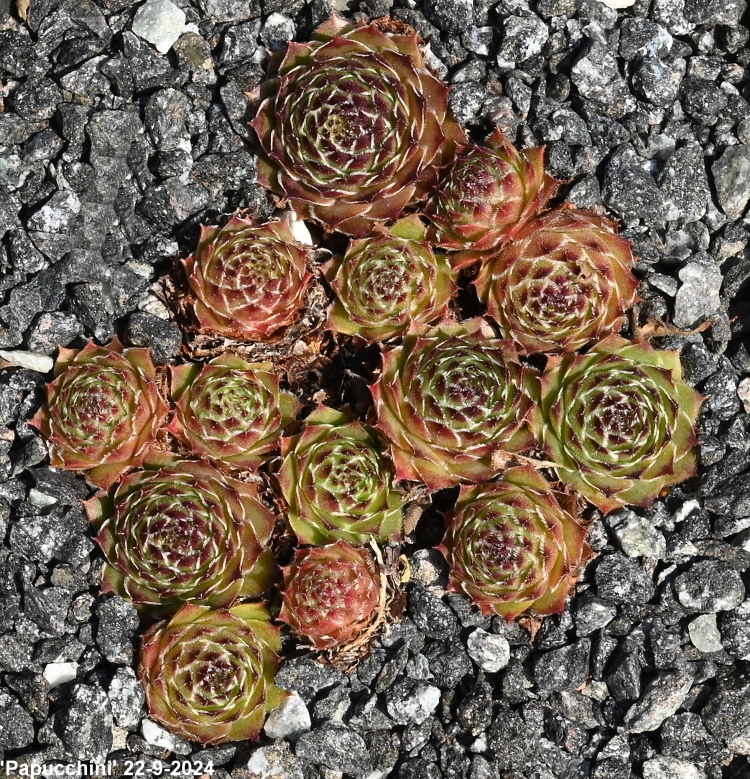 Papucchini
