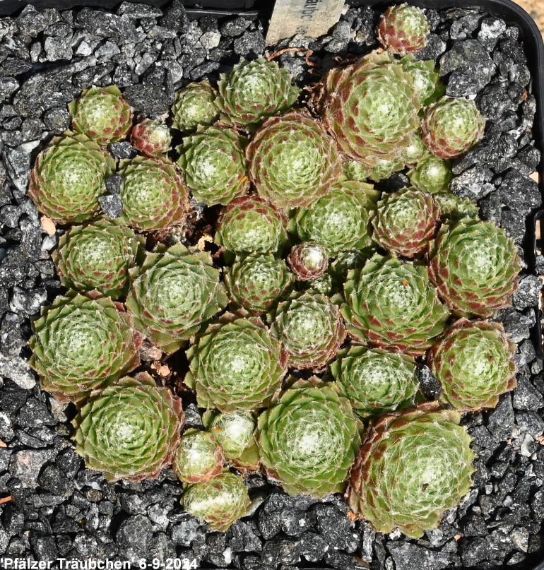 Pfälzer Träubchen