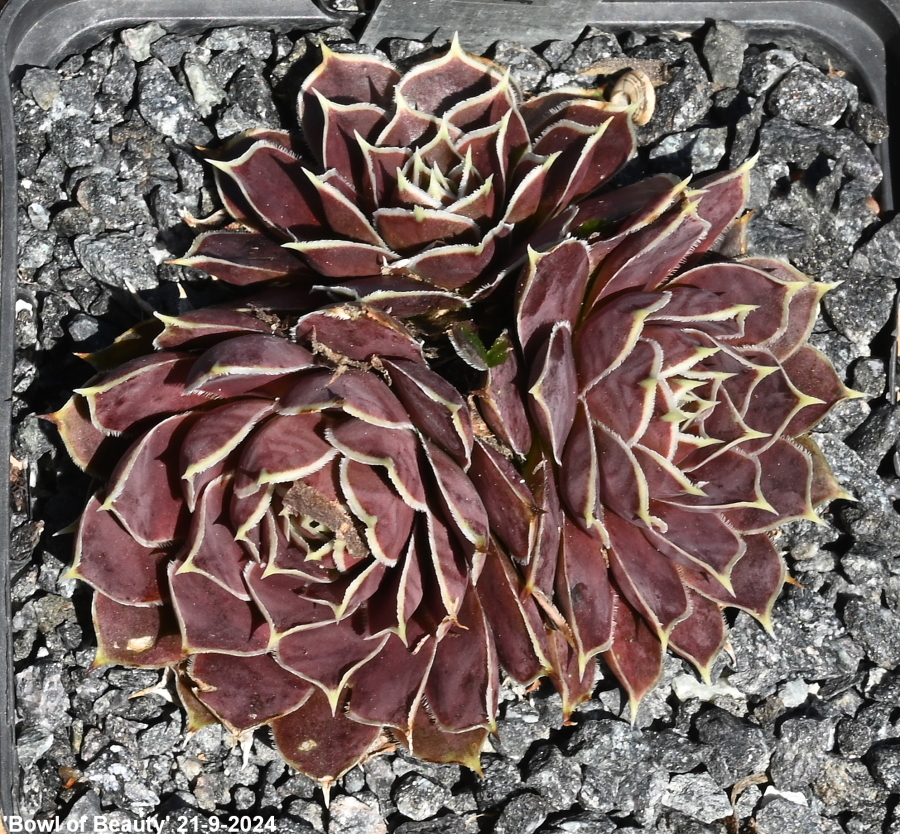 Bowl of Beauty / Jovi