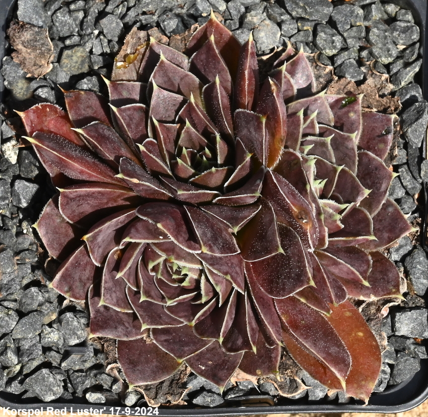 Korspel Red Luster / Jovi