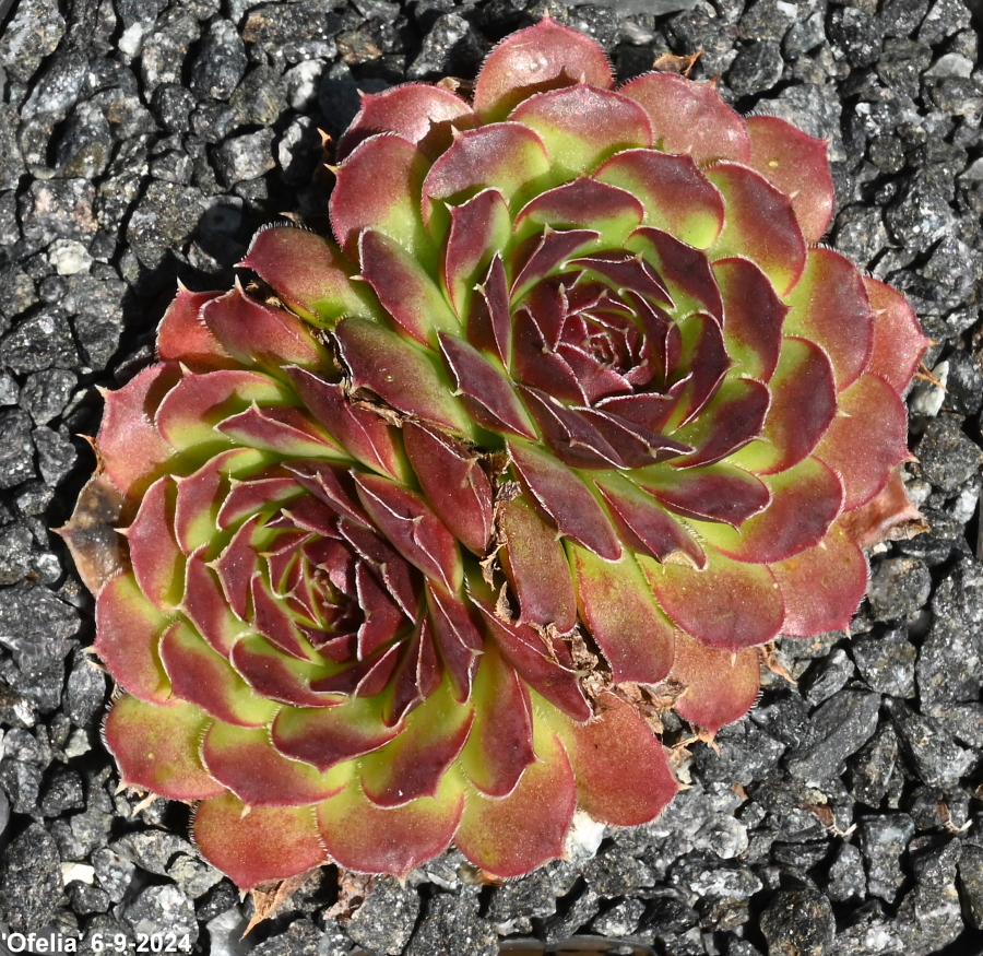 Ofelia / Jovi