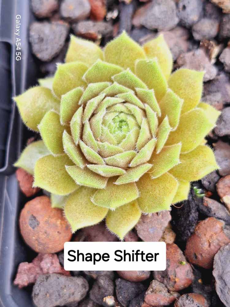 Shape Shifter