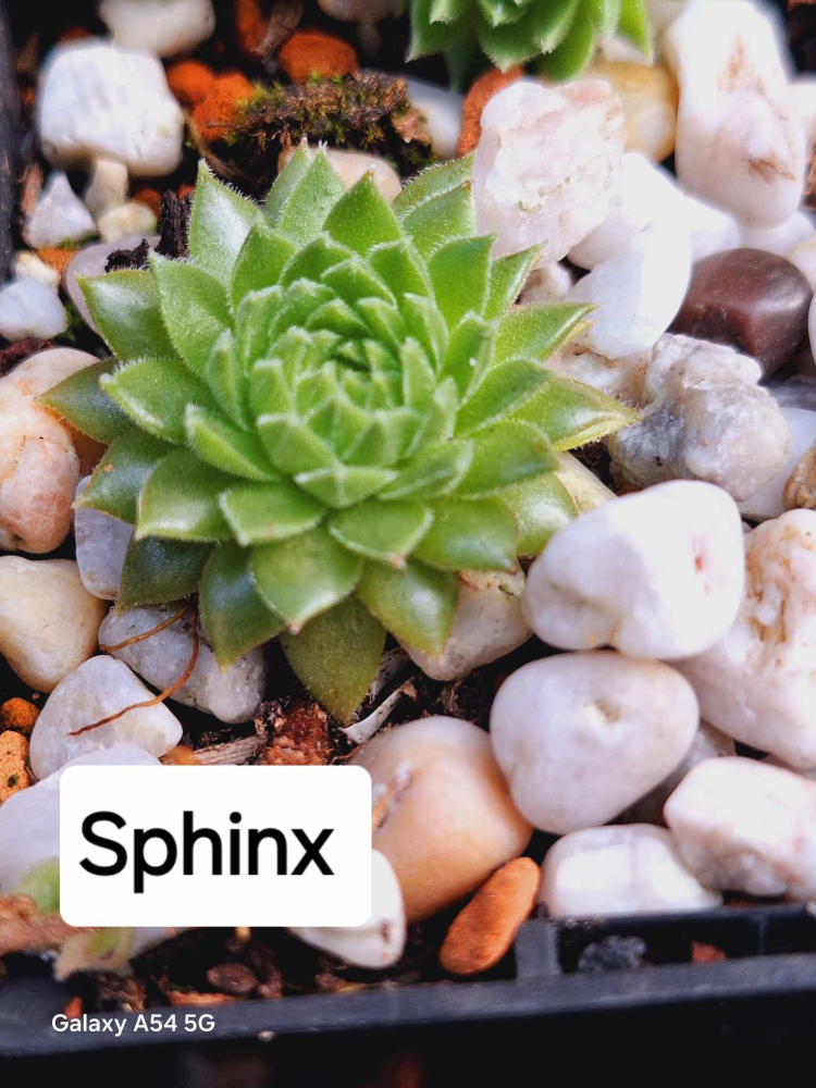 Sphinx